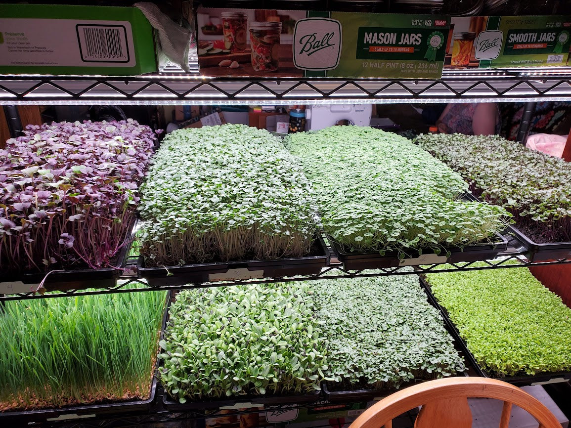 Microgreens – The Crazy D Ranch Market