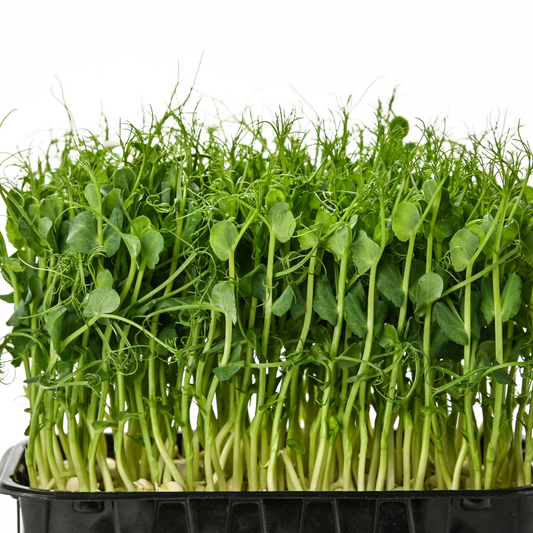 Dun Pea Microgreens