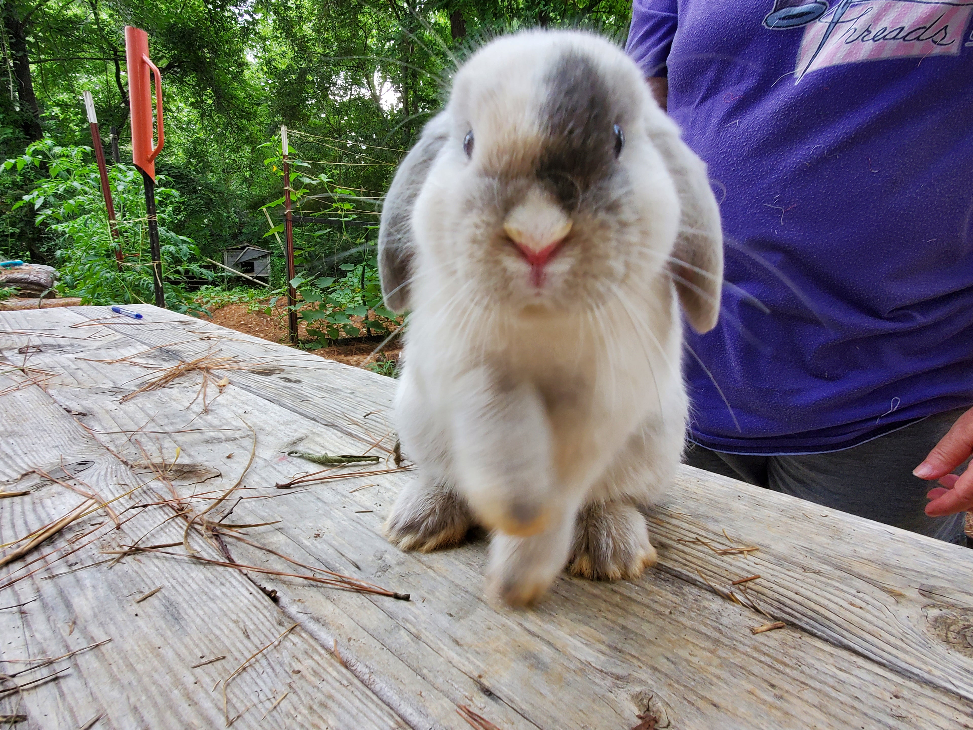 Holland Lop Rabbit facing forward with one paw raised, almost begging 