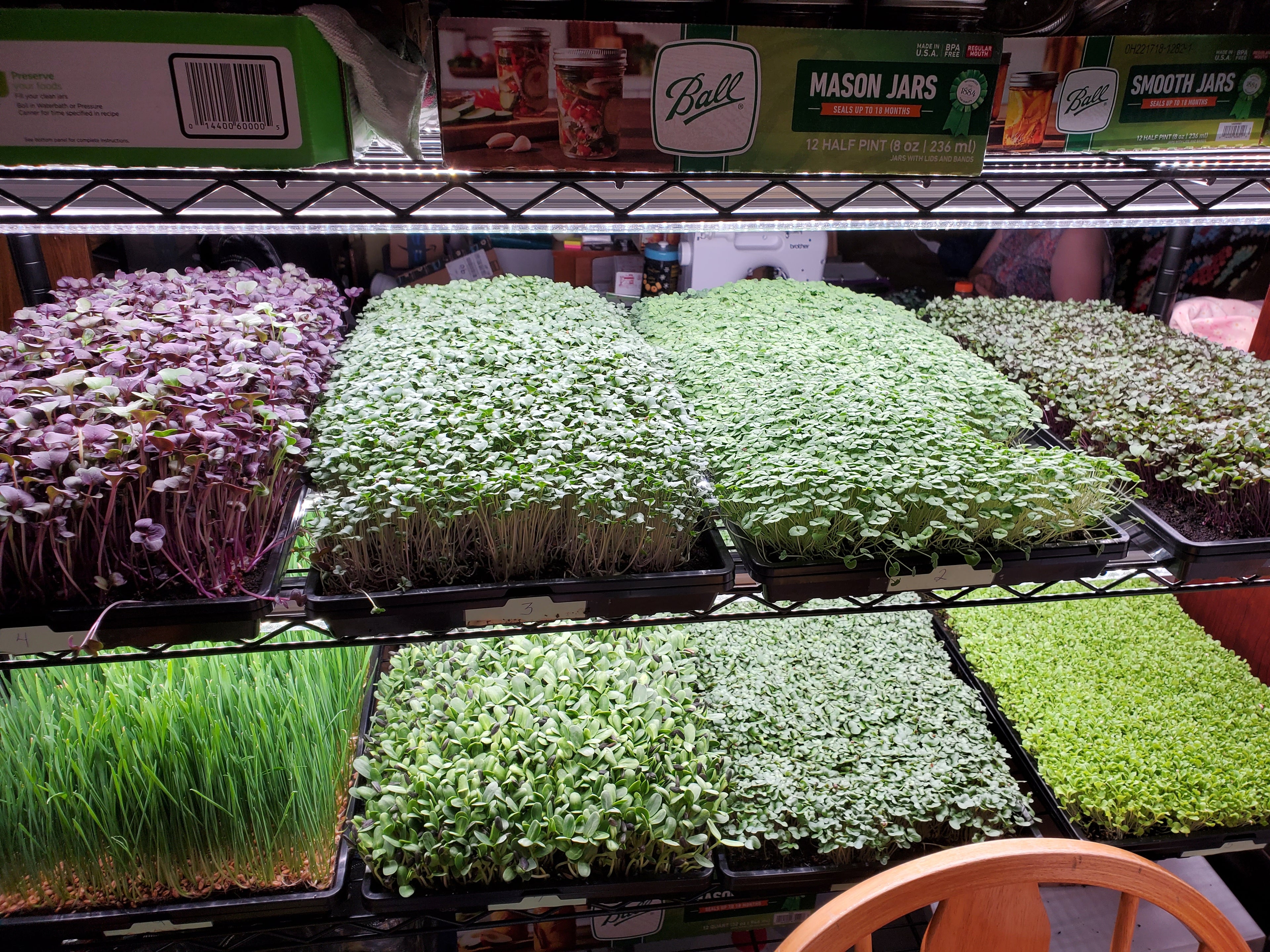Multiple microgreen trays 