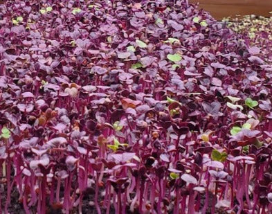 Radish Microgreens