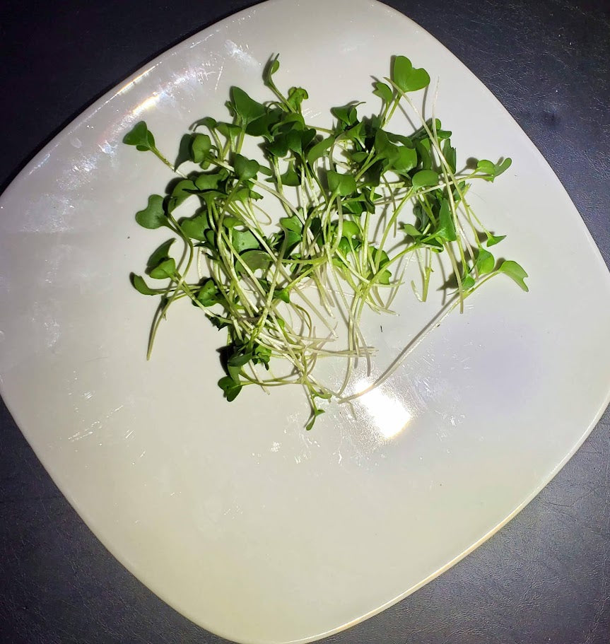 Microgreens - Broccoli