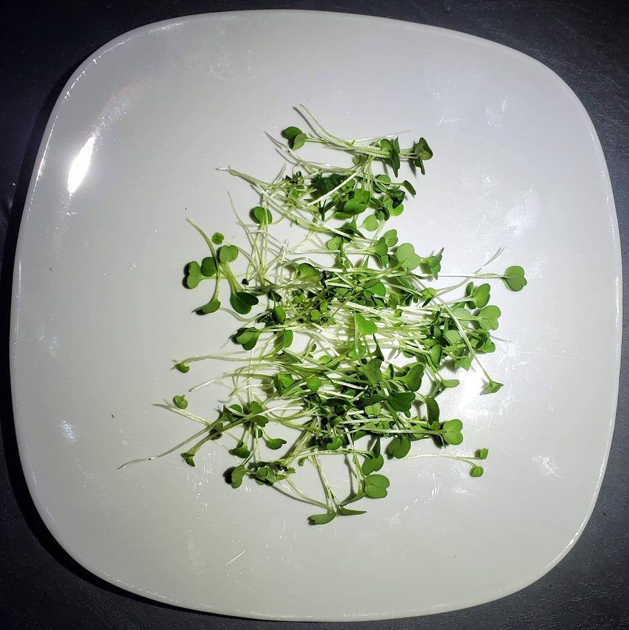 Arugula Microgreens