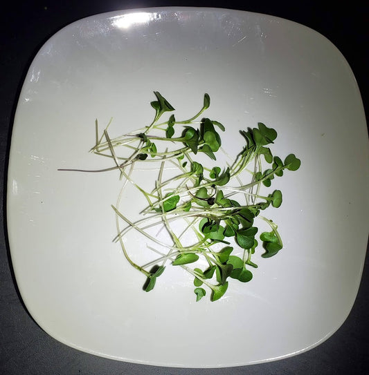 Microgreens - Spicy Salad Mix