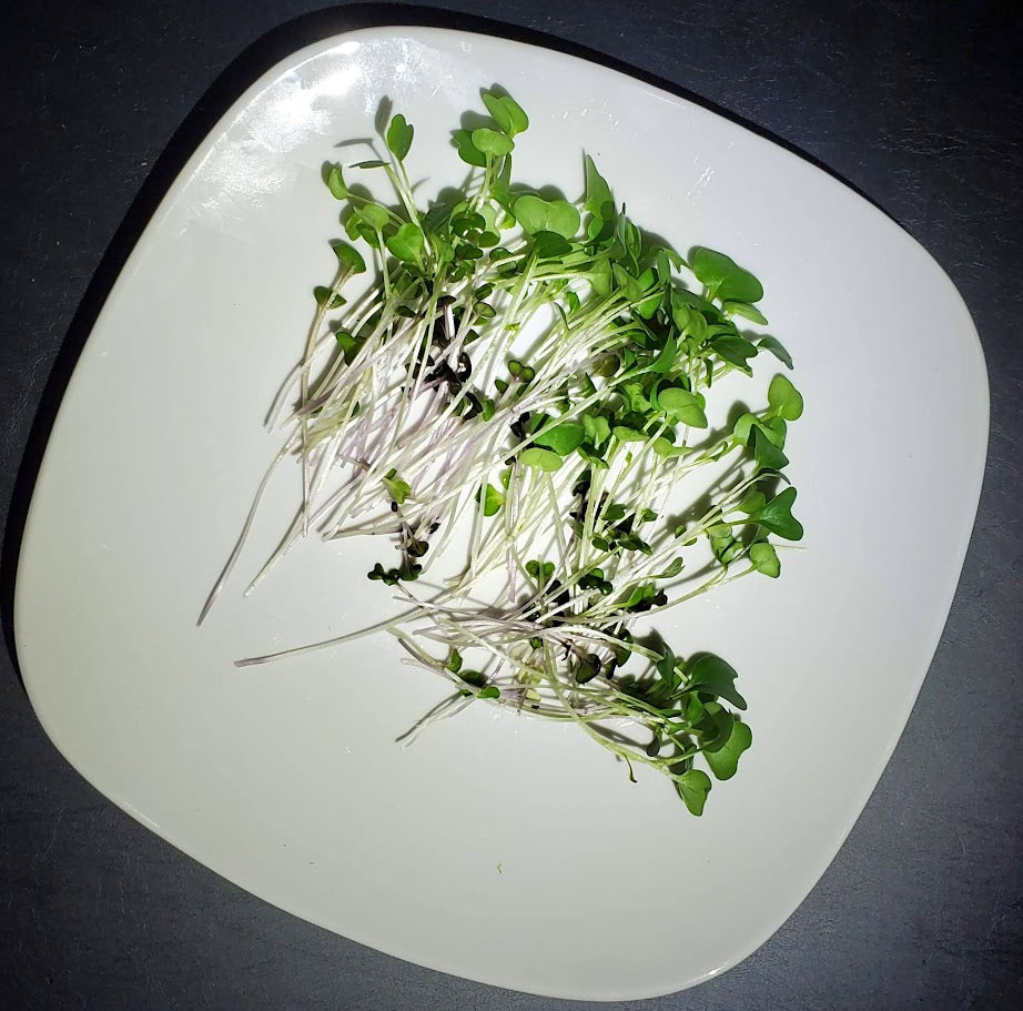 Basic Salad Mix Microgreens