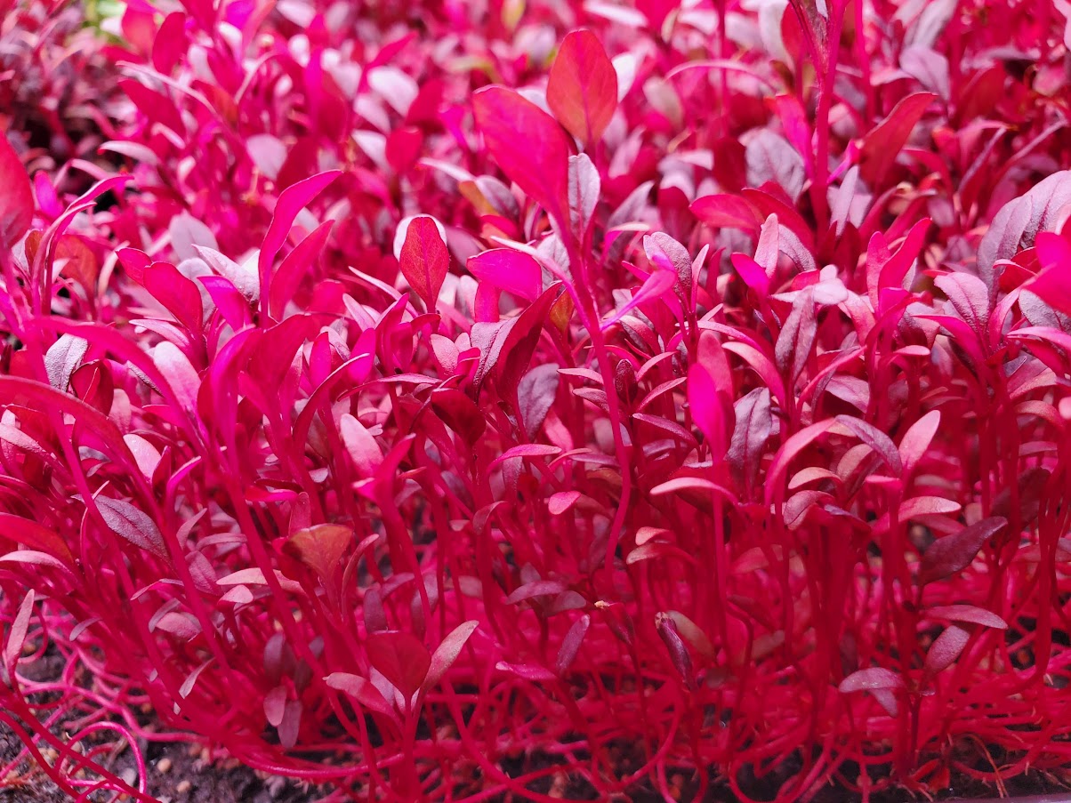 Amaranth Microgreens