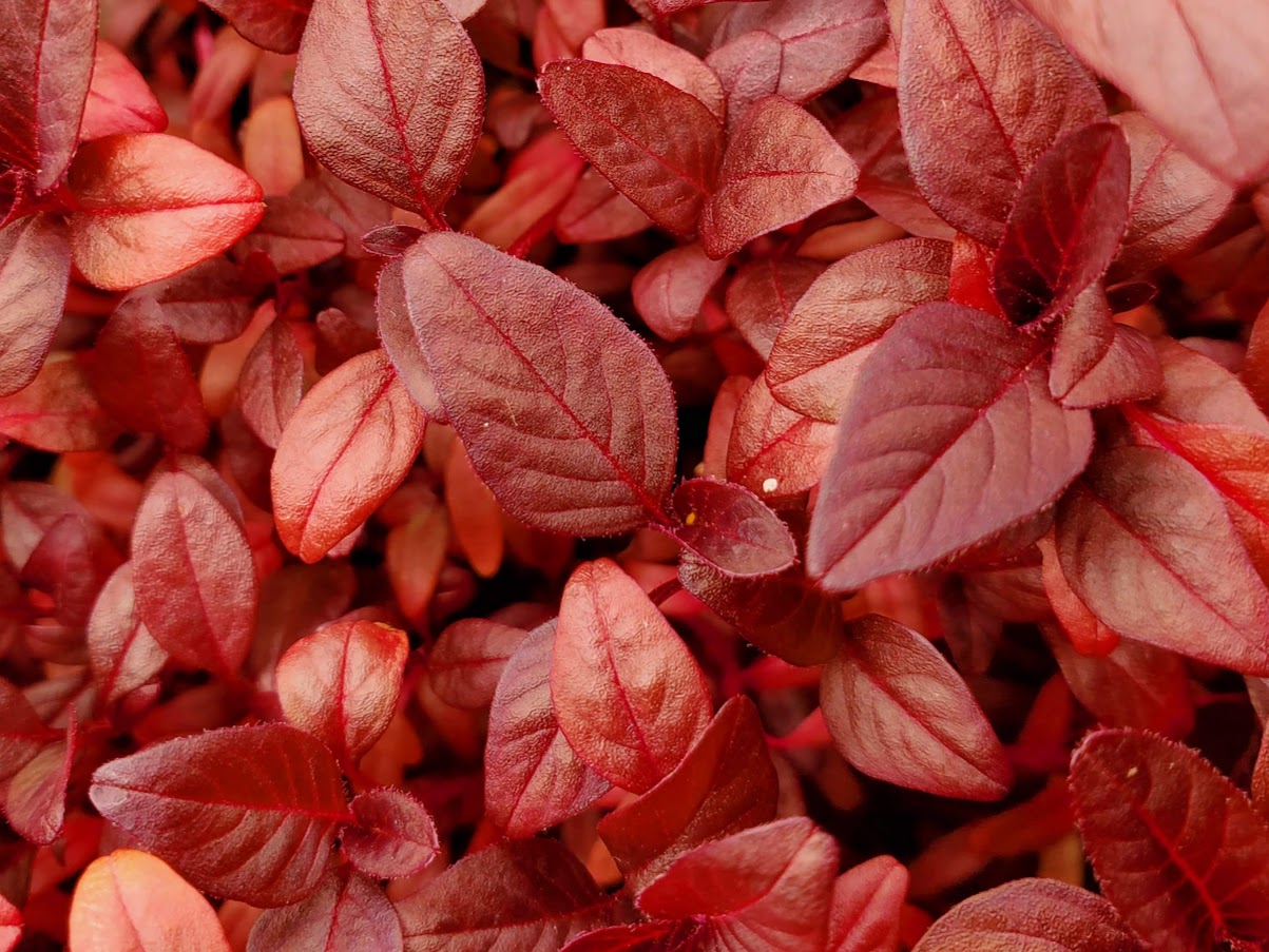 Amaranth Microgreens