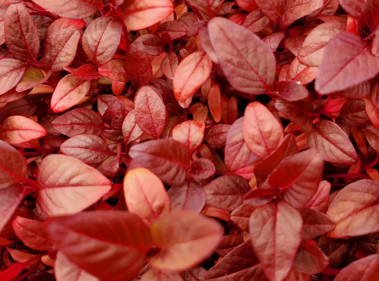 Amaranth Microgreens