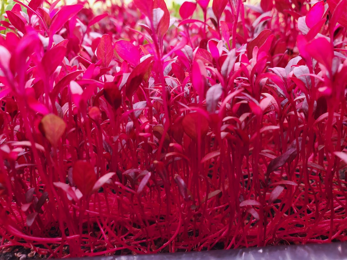 Amaranth Microgreens