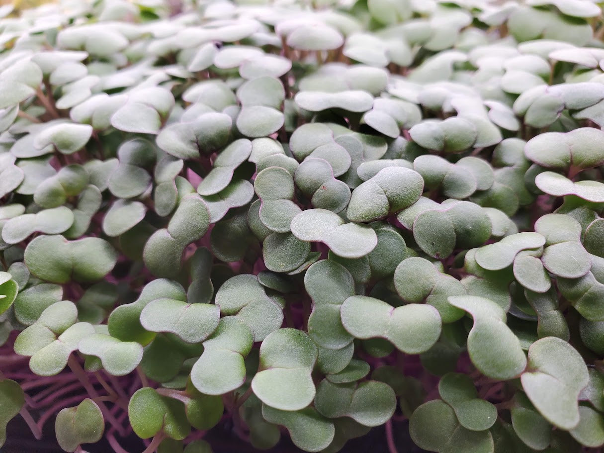 Kale Microgreens