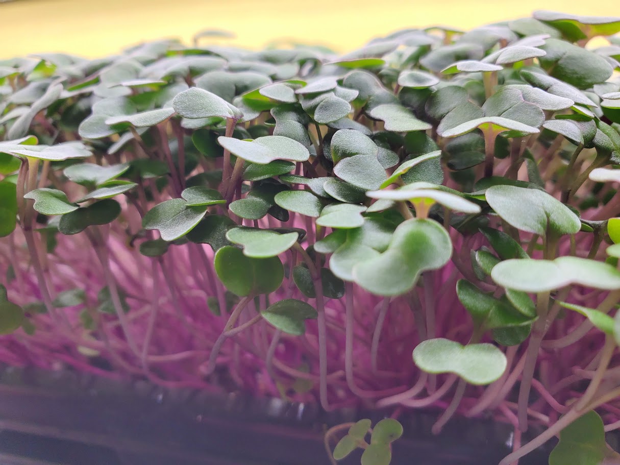 Kale Microgreens