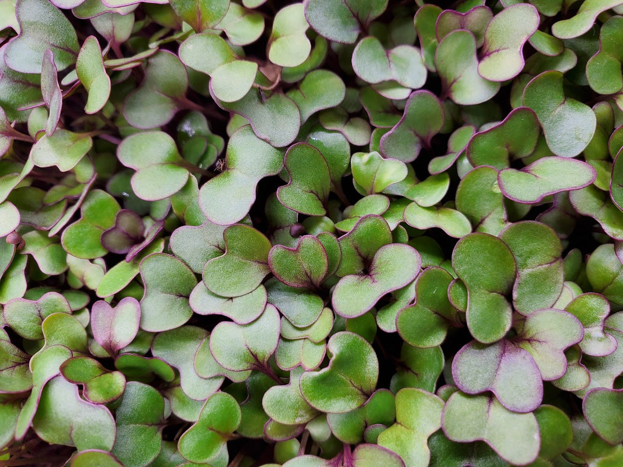 Kohlrabi Microgreens