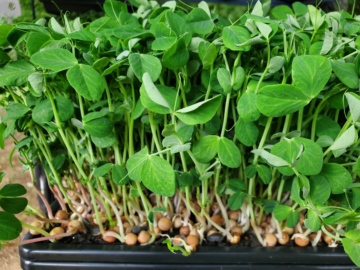 Dun Pea Microgreens