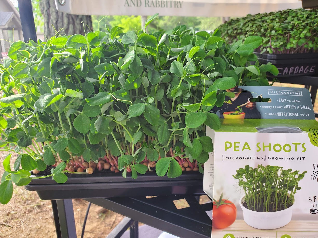 Dun Pea Microgreens