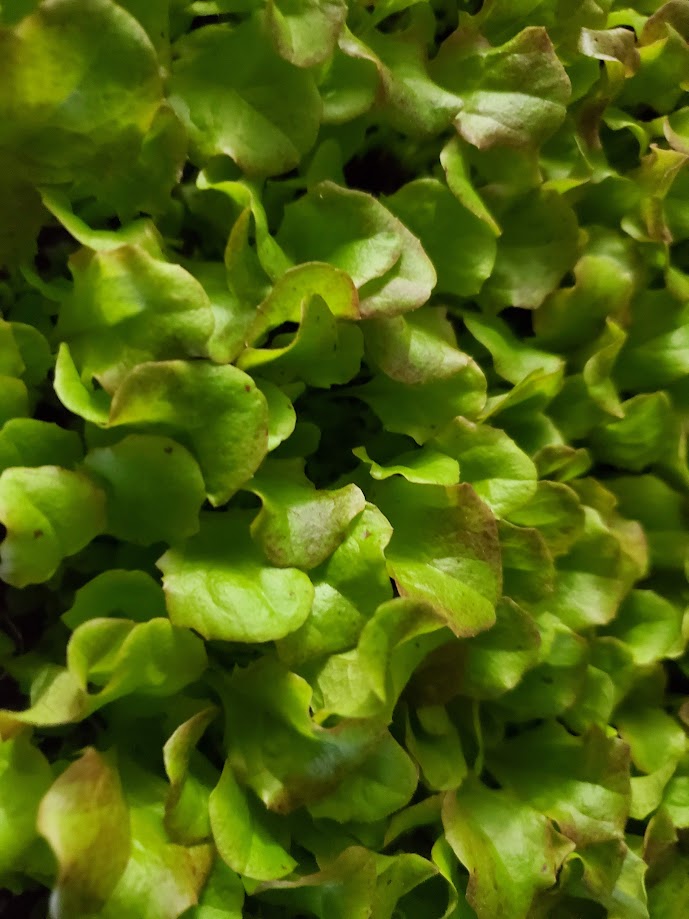 Lettuce Microgreens