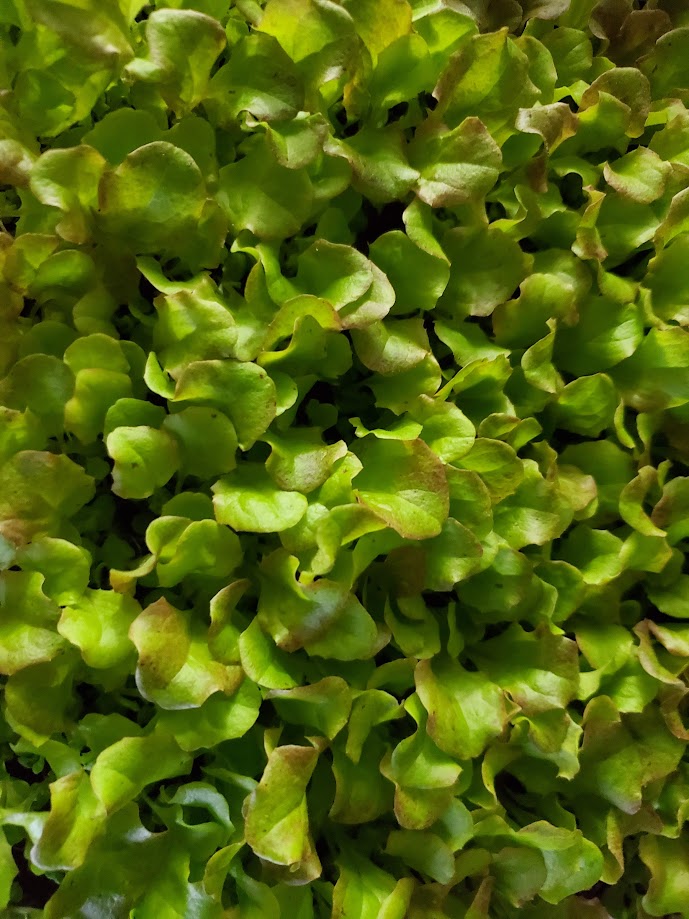 Lettuce Microgreens