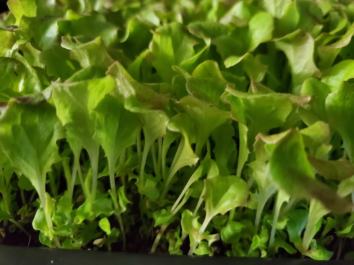 Lettuce Microgreens