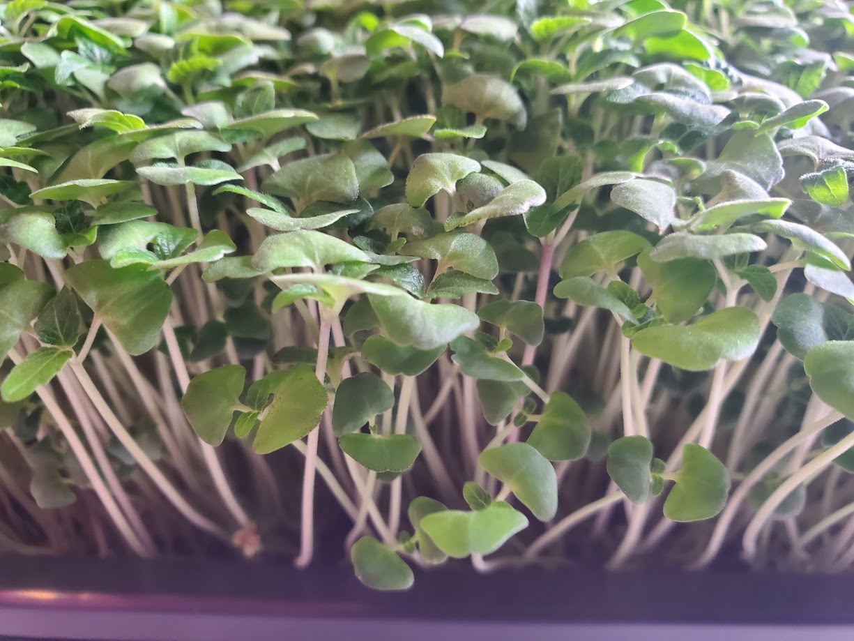 Chia Microgreens