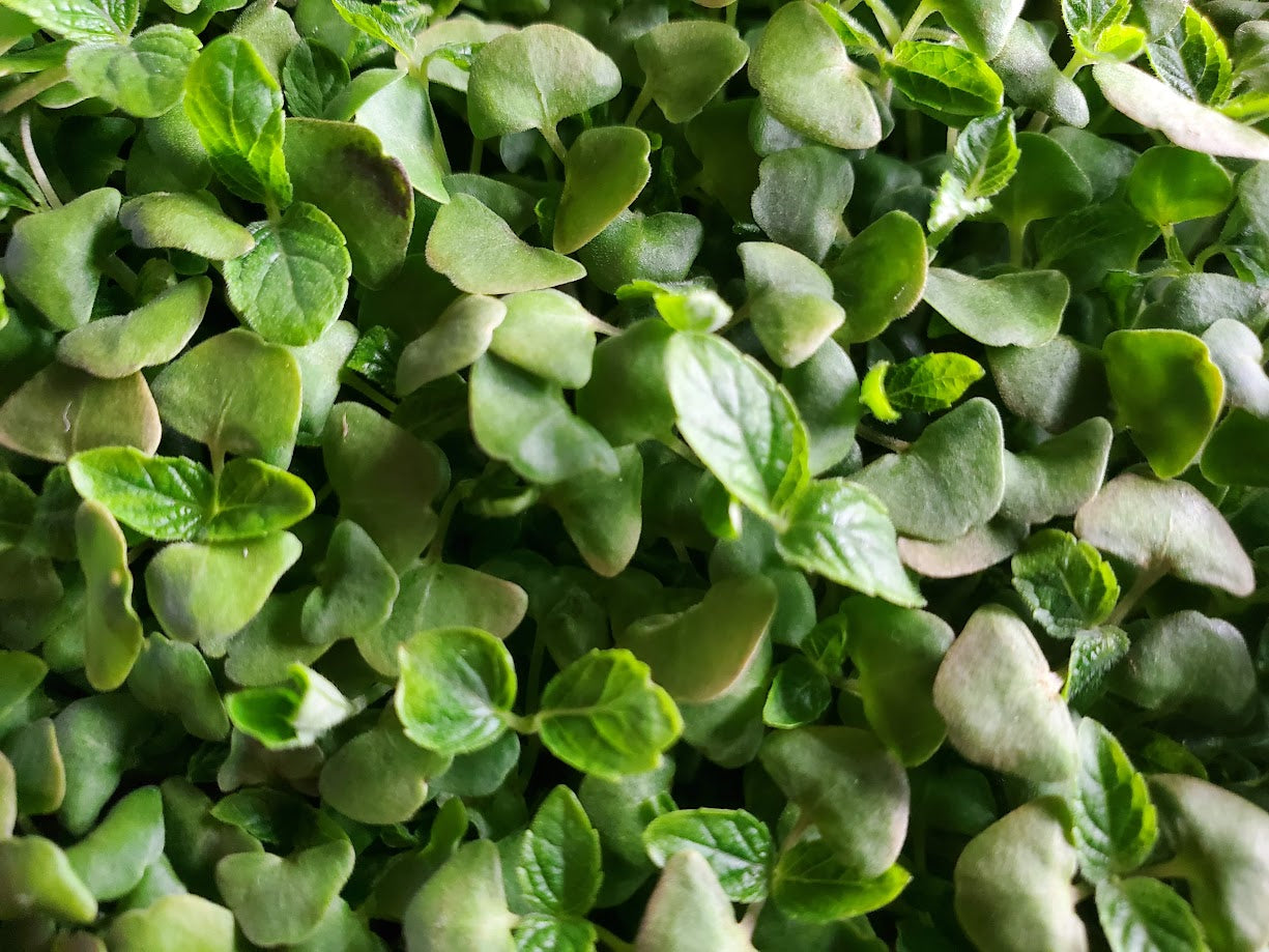 Chia Microgreens