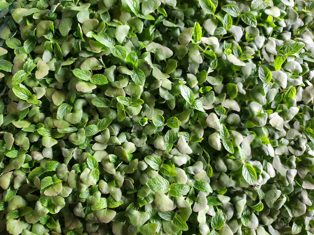 Chia Microgreens