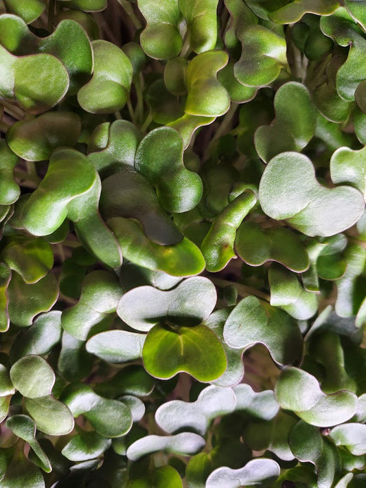 Cabbage Microgreens