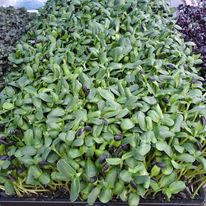 Microgreens - Sunflower