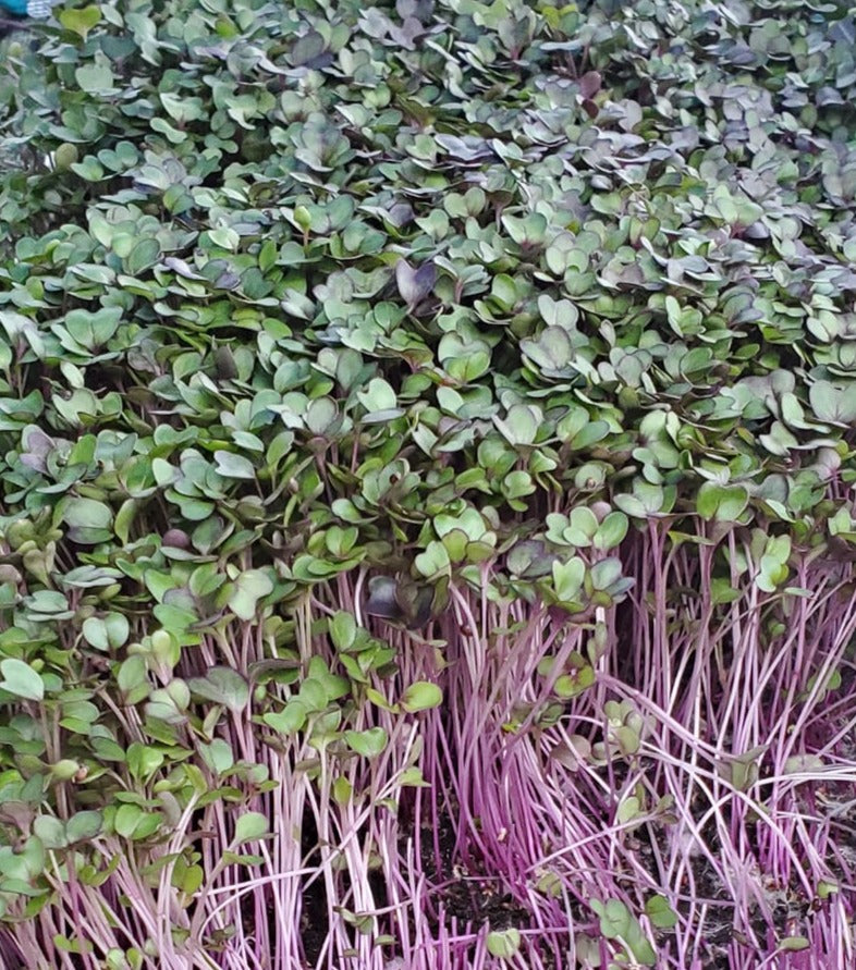 Kohlrabi Microgreens