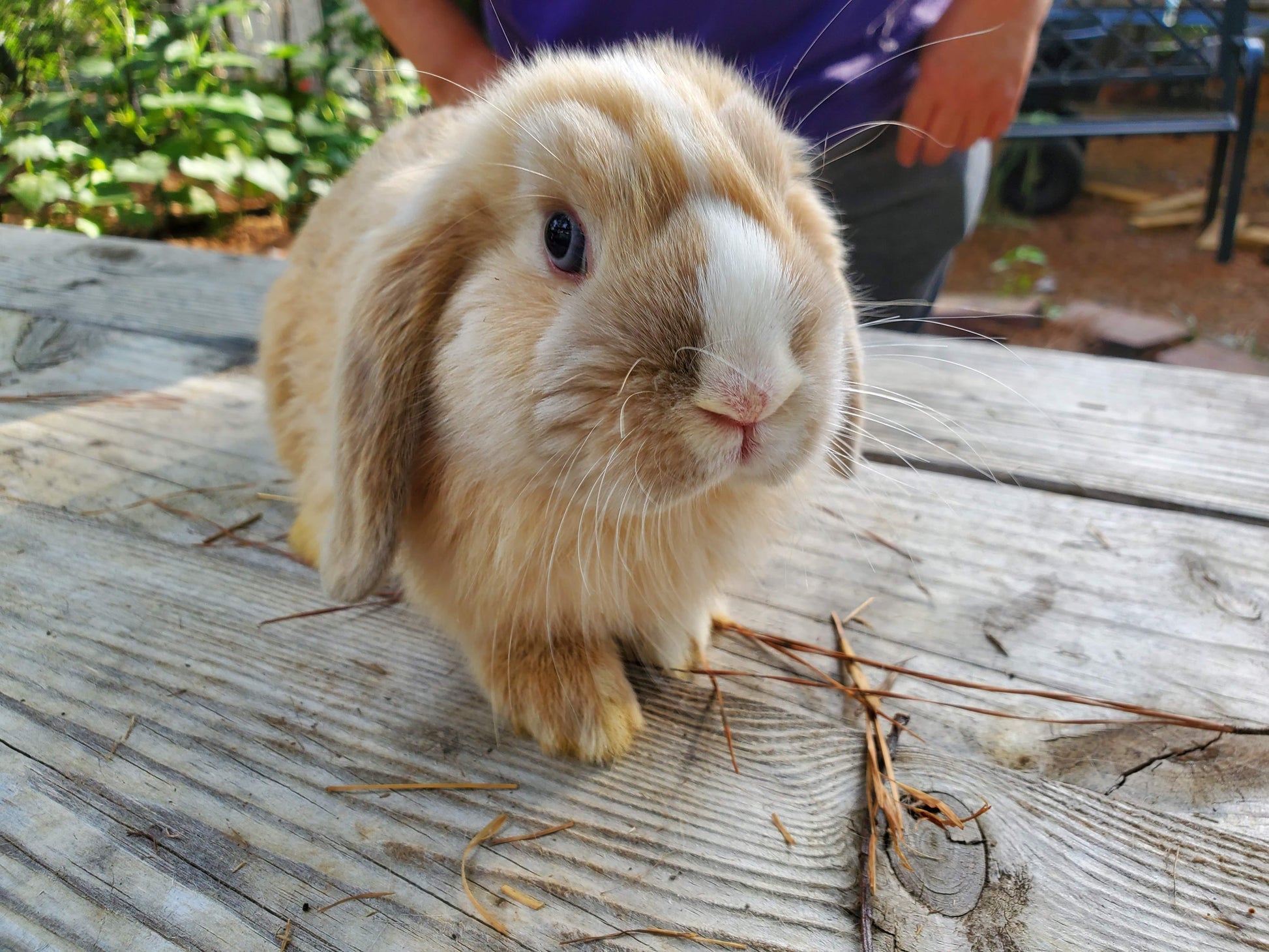 Holland Lop Rabbit Dwarf Lionhead Rabbit Size Lop Lionhead