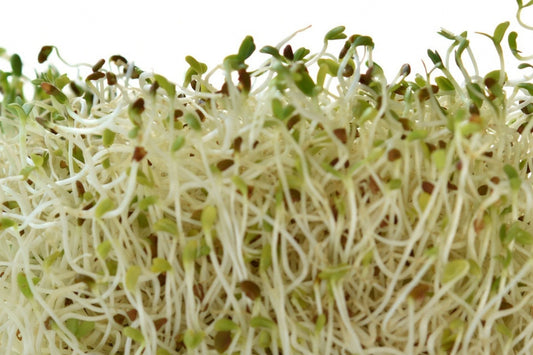 Alfalfa Microgreens