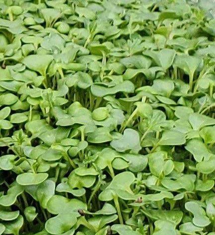 Spicy Salad Mix Microgreens